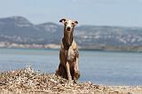 WHIPPET 033